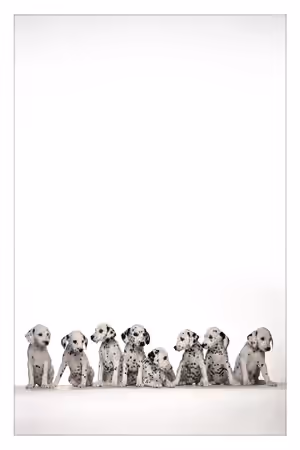 101 Dalmatians (Live-Action) Collection poster