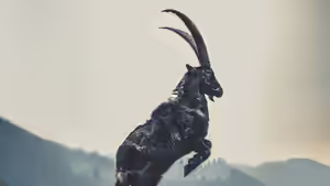 The Witch (2016) Set backdrop
